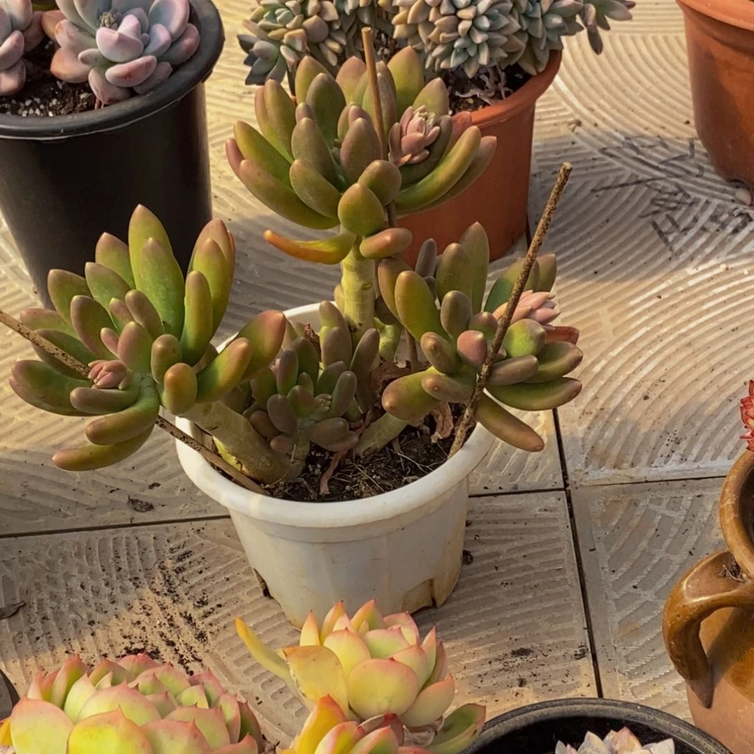 露*卡48包邮一物一拍多肉