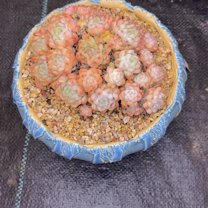 友家多肉一物一拍