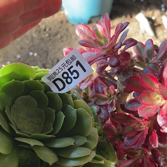 开*姐多肉植物两个有砍