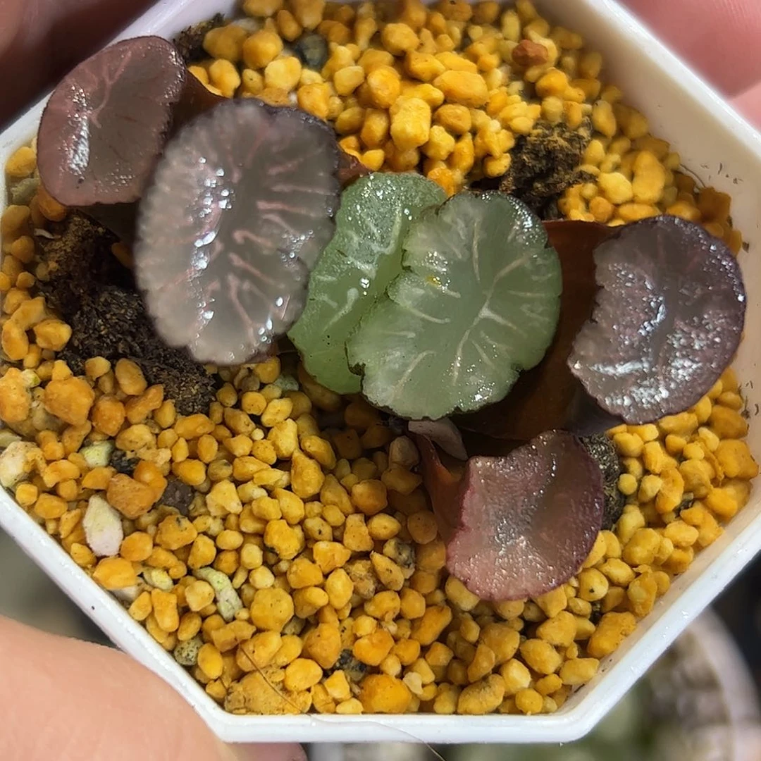 飞鸟万象十二卷多肉植物