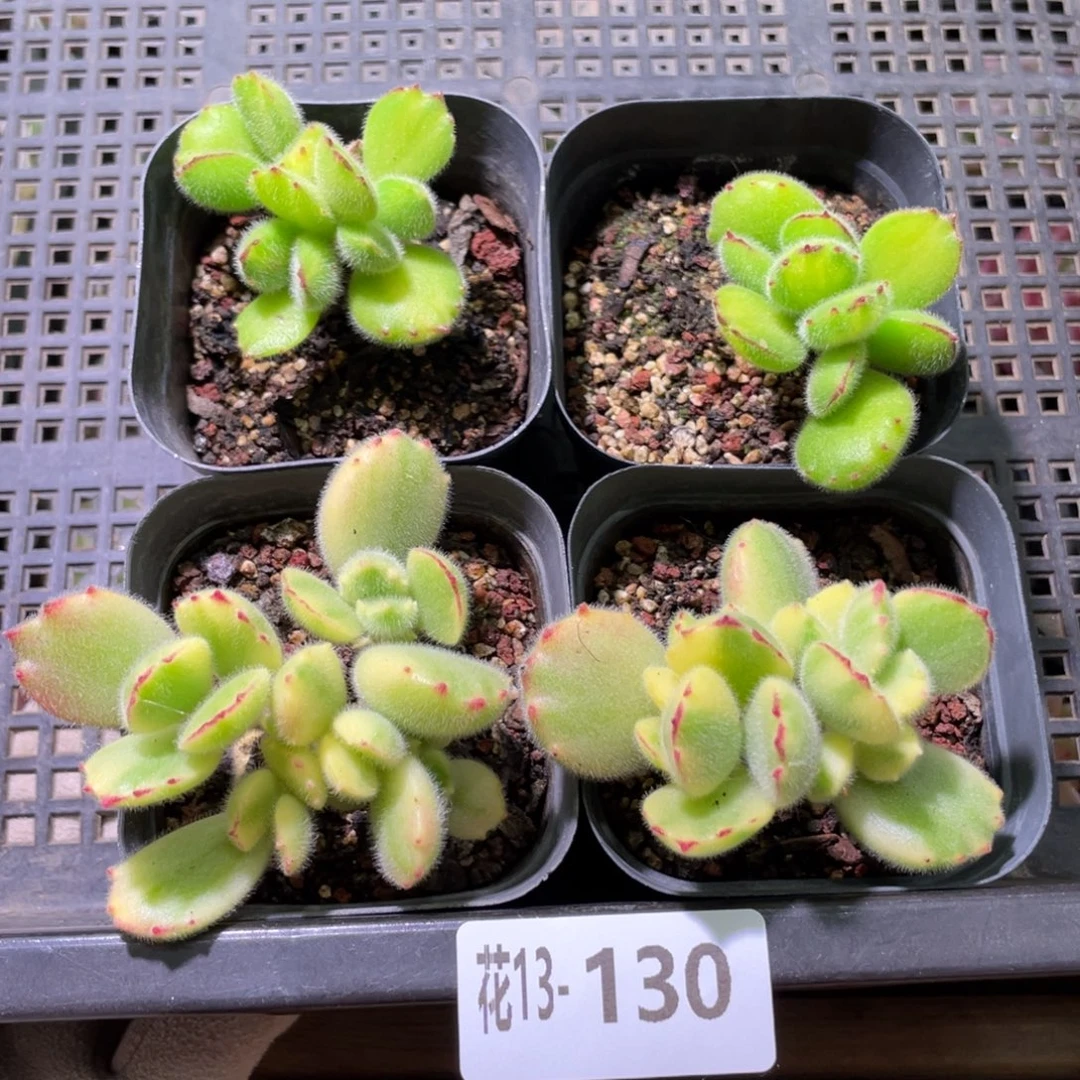 花利美13-130框拍4颗