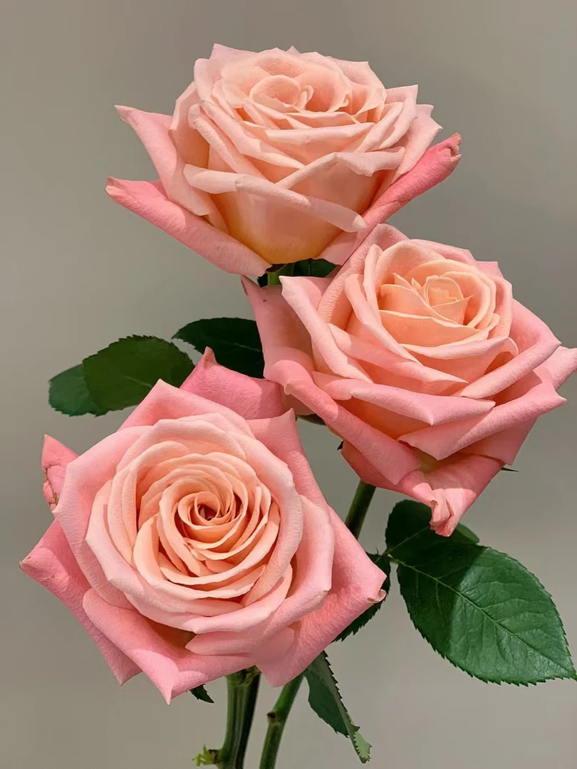 【朱小姐】大花浓香玫瑰精致盆栽好养云南花卉