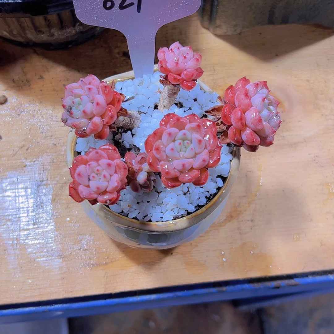 仙****）21迷雾泡泡。。。。。。