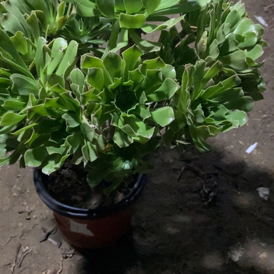 邵***南无花朵29号链接原始旅法师