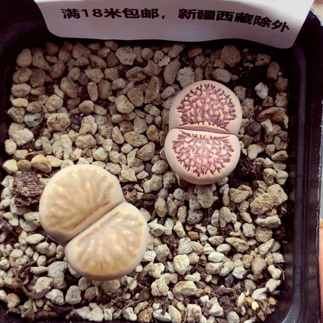 5139。