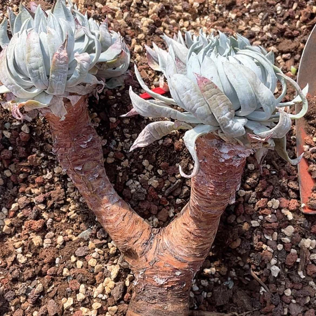 【闪购商品】瑕疵特价不售后