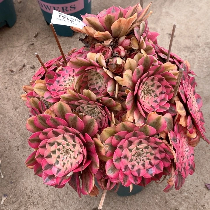 存*姐1910粉同多肉植物