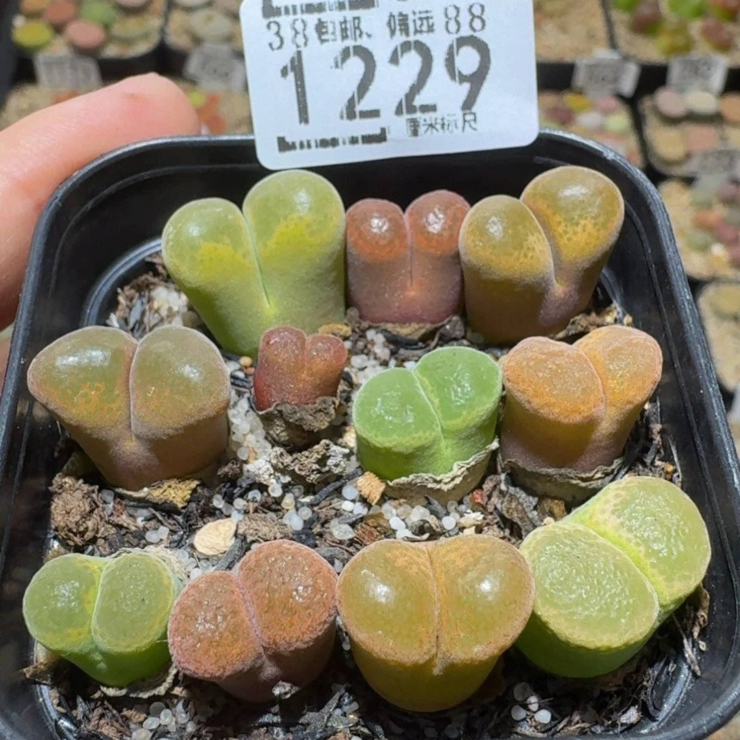 Ssss精品生石花1229