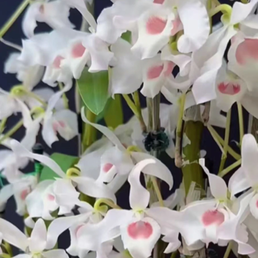 姨妈金钗三文鱼金钗石斛花卉盆栽绿植铁皮石斛兰花直播间