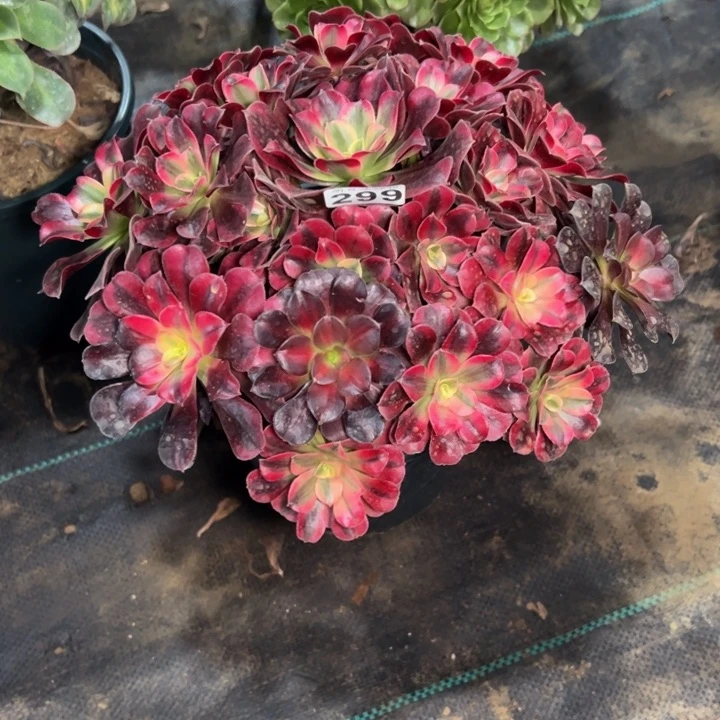 上**仪美杜莎阴阳299多肉法师一物一拍