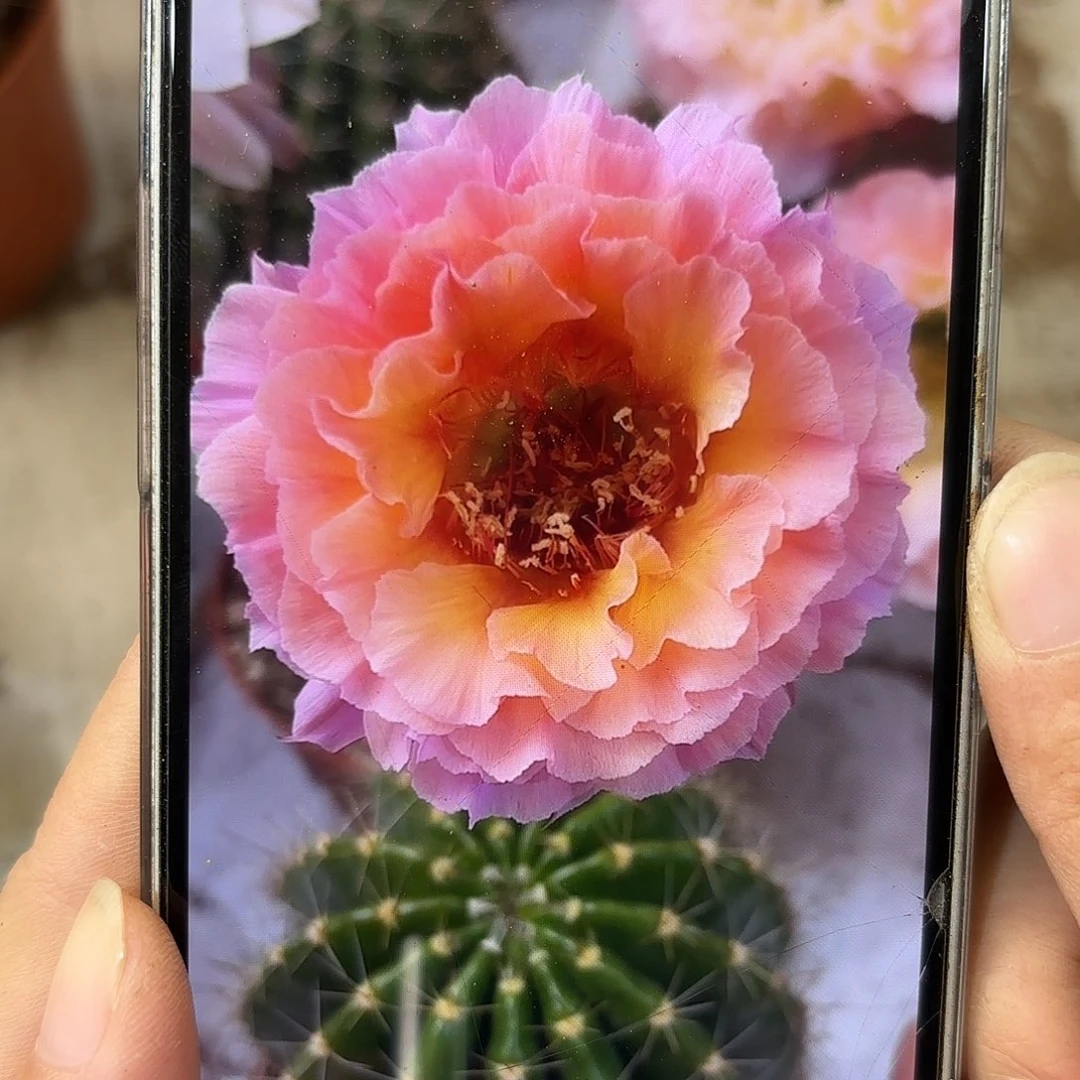 彩草青鸾火凤6.5公分左右