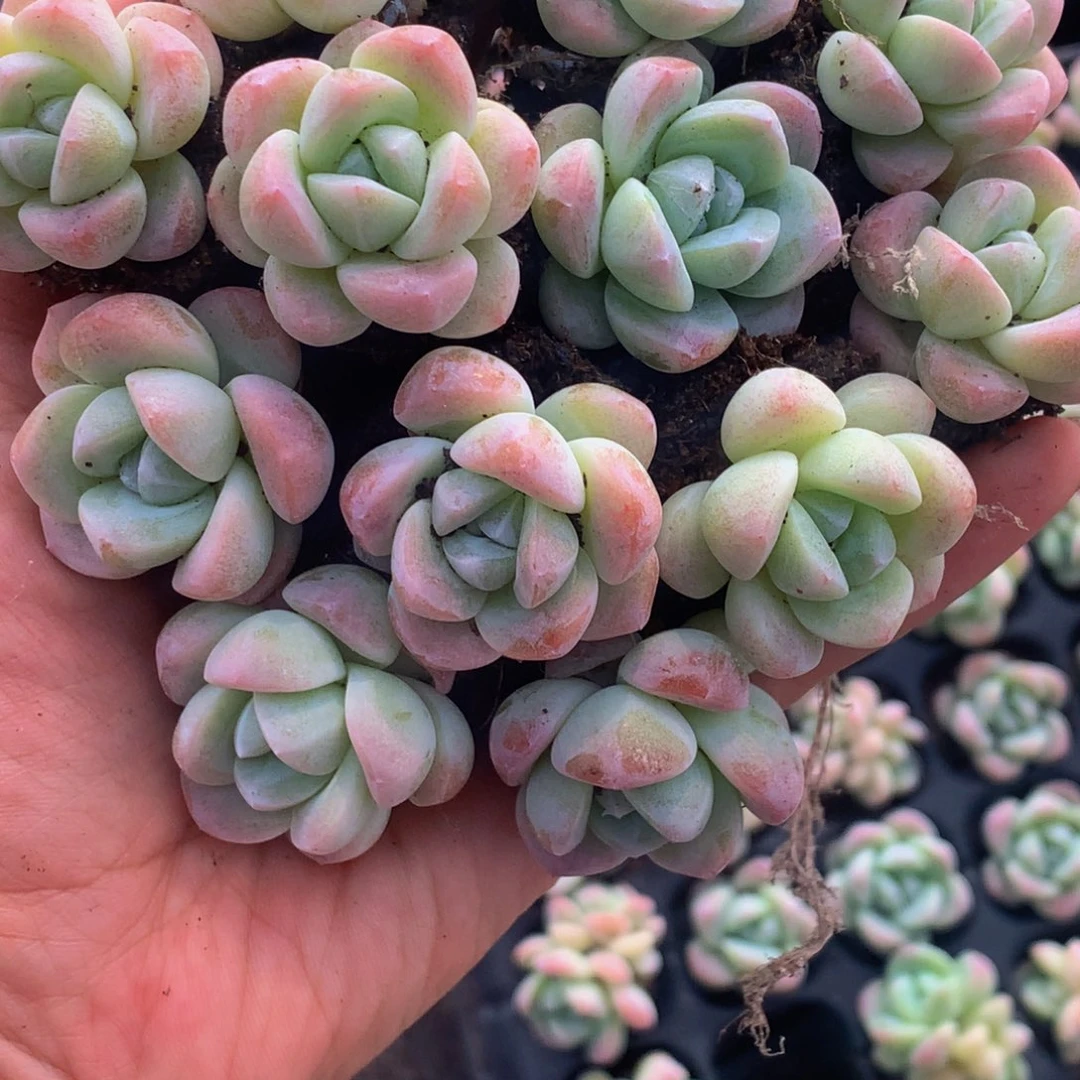 冰玉小。（满9.99包邮不满9.99发叶子）