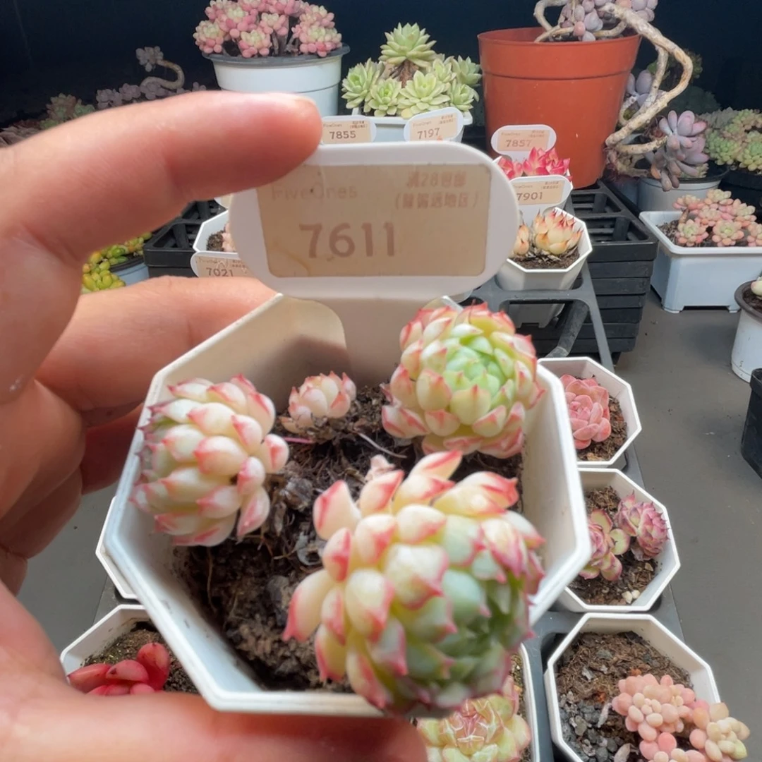 7611小红船 4.5厘米