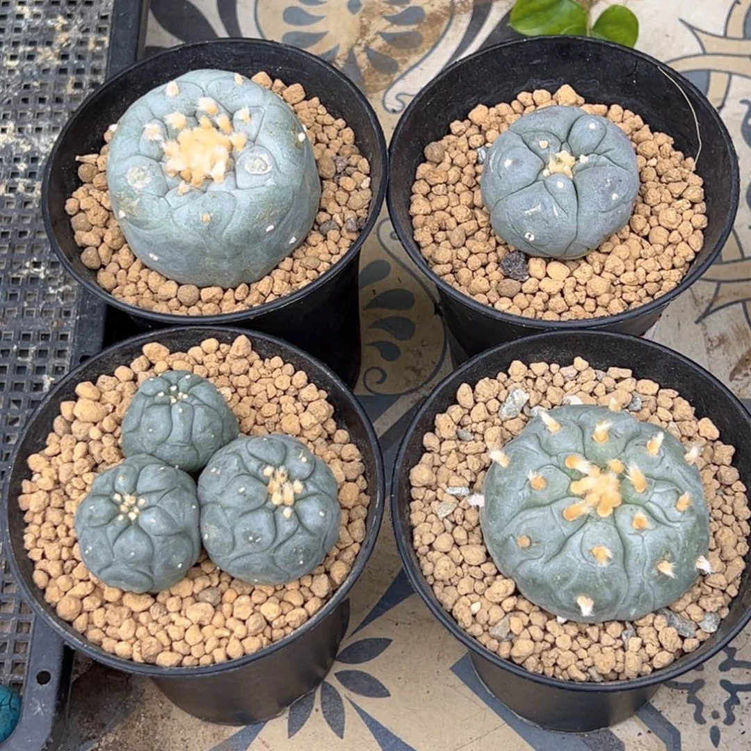 ?*子m兔子哥专拍寄养