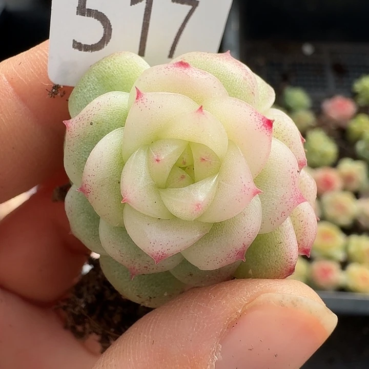 一物一拍一物一拍1213-517