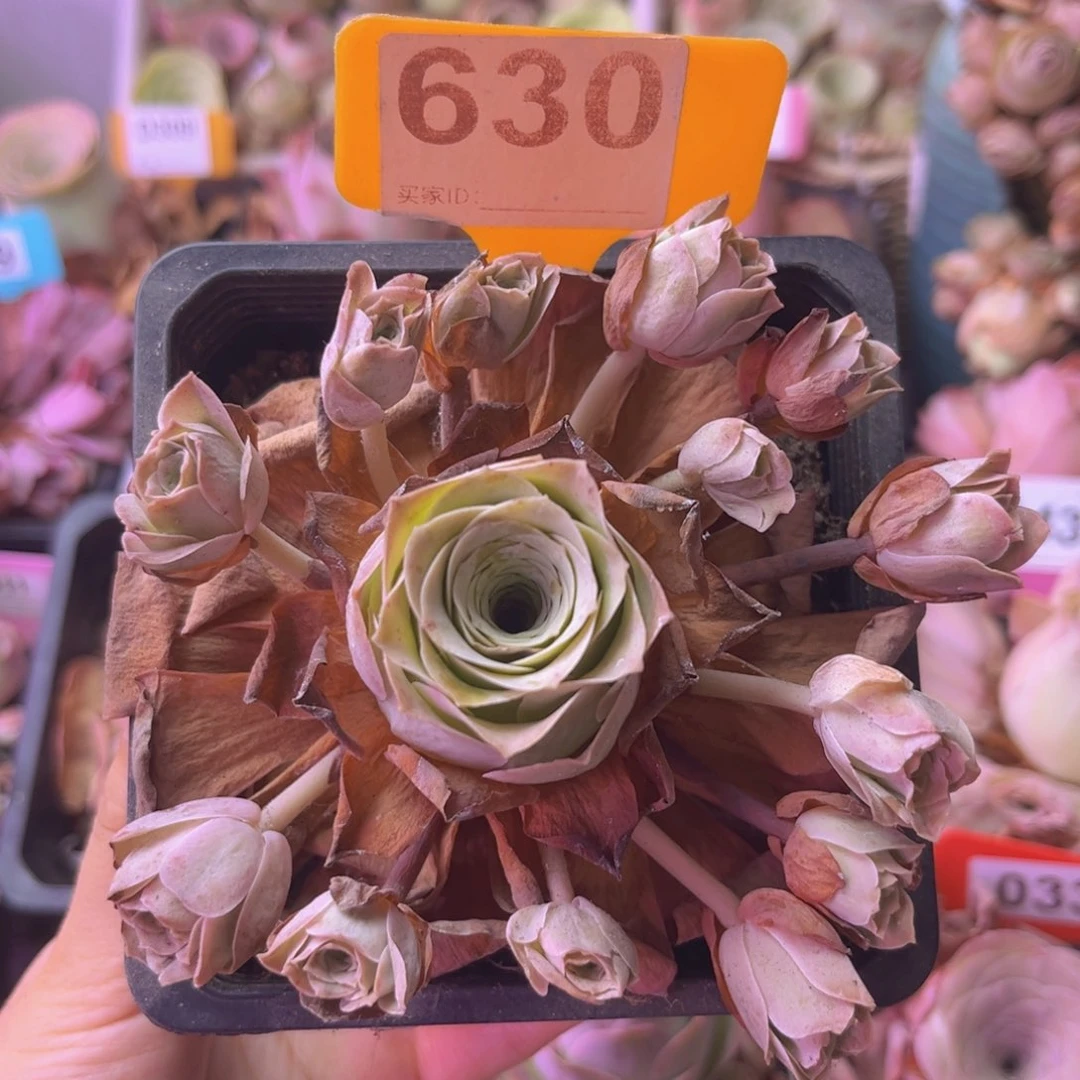 飘枝玫瑰一物一拍630 断崽不售后哈！