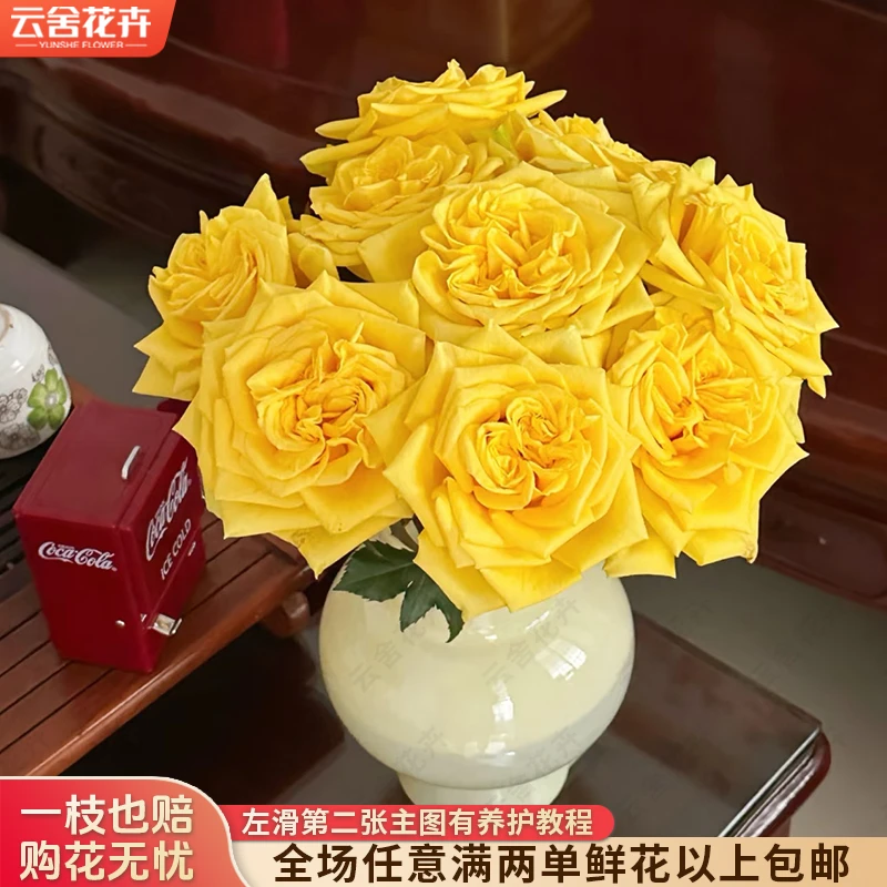 【云舍花卉】【月光女神】单头玫瑰全场任意满两单及以上鲜花包邮发货