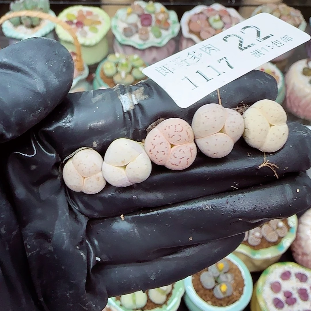 生石花满18包邮1117-22