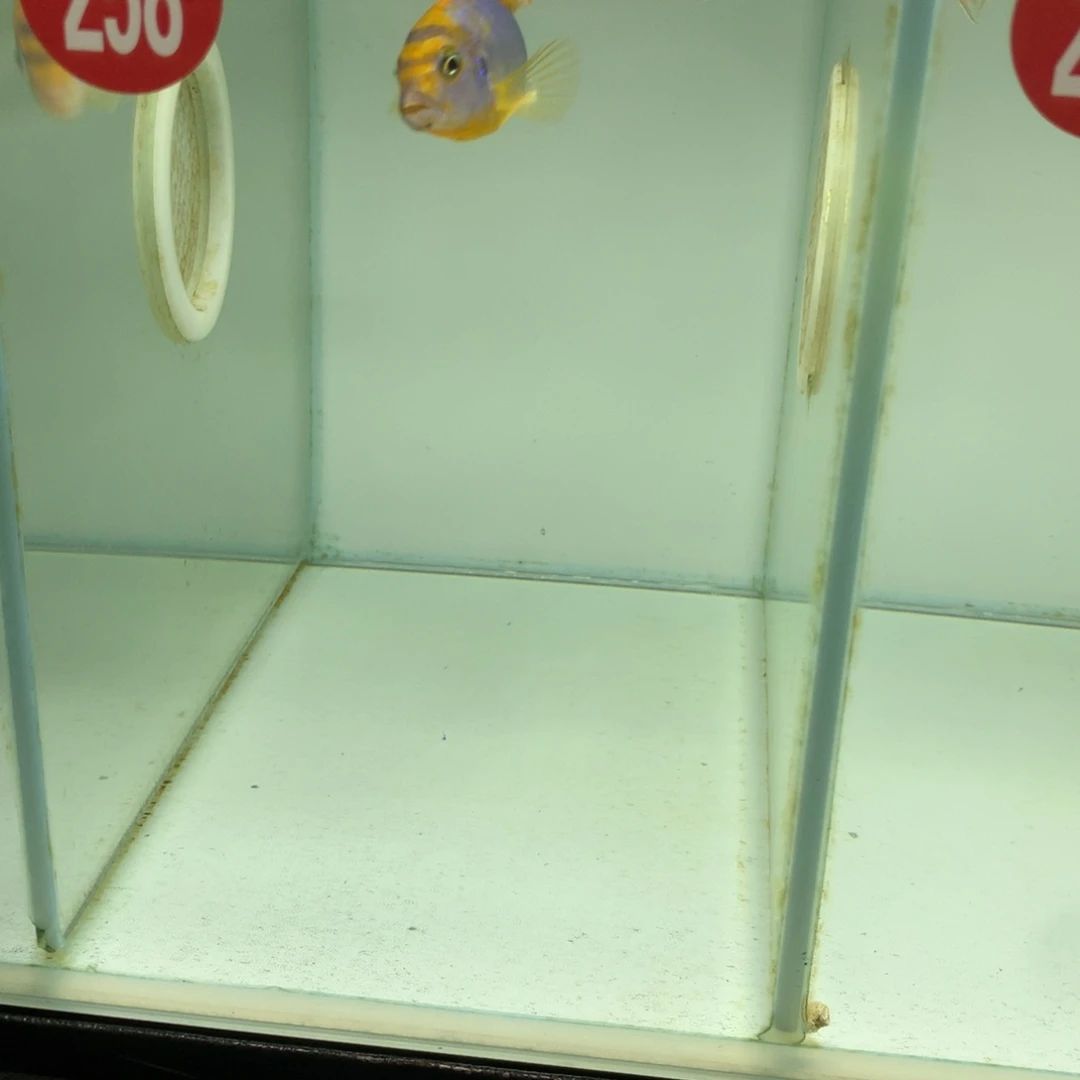 慈鲷天**泊258号红鸡