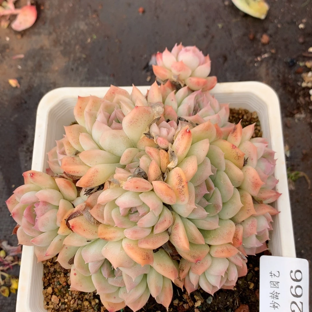 266杂交多肉12冠幅