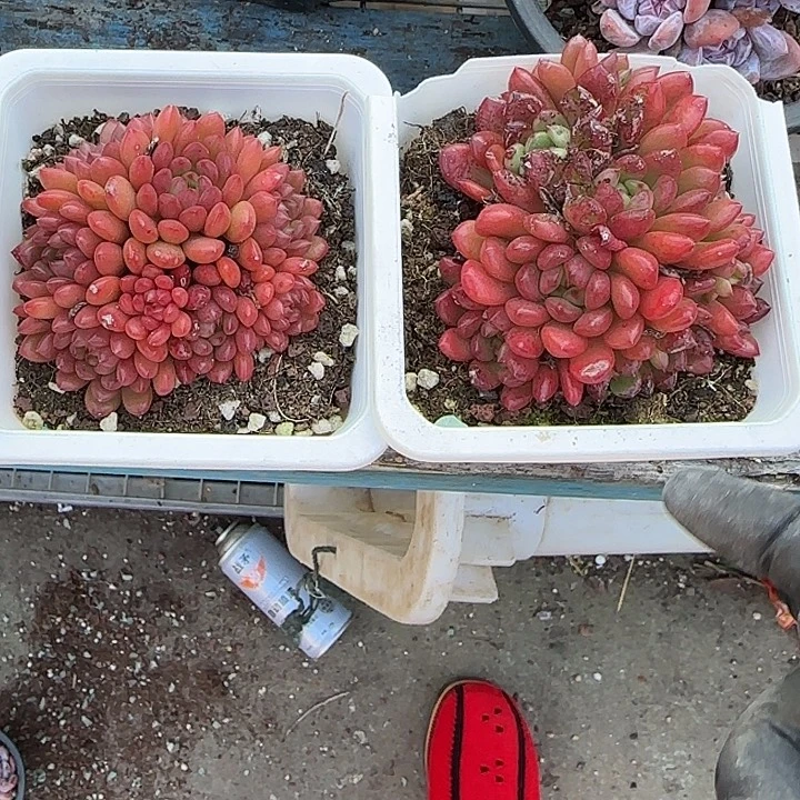 青蛙王子儿童牙膏11