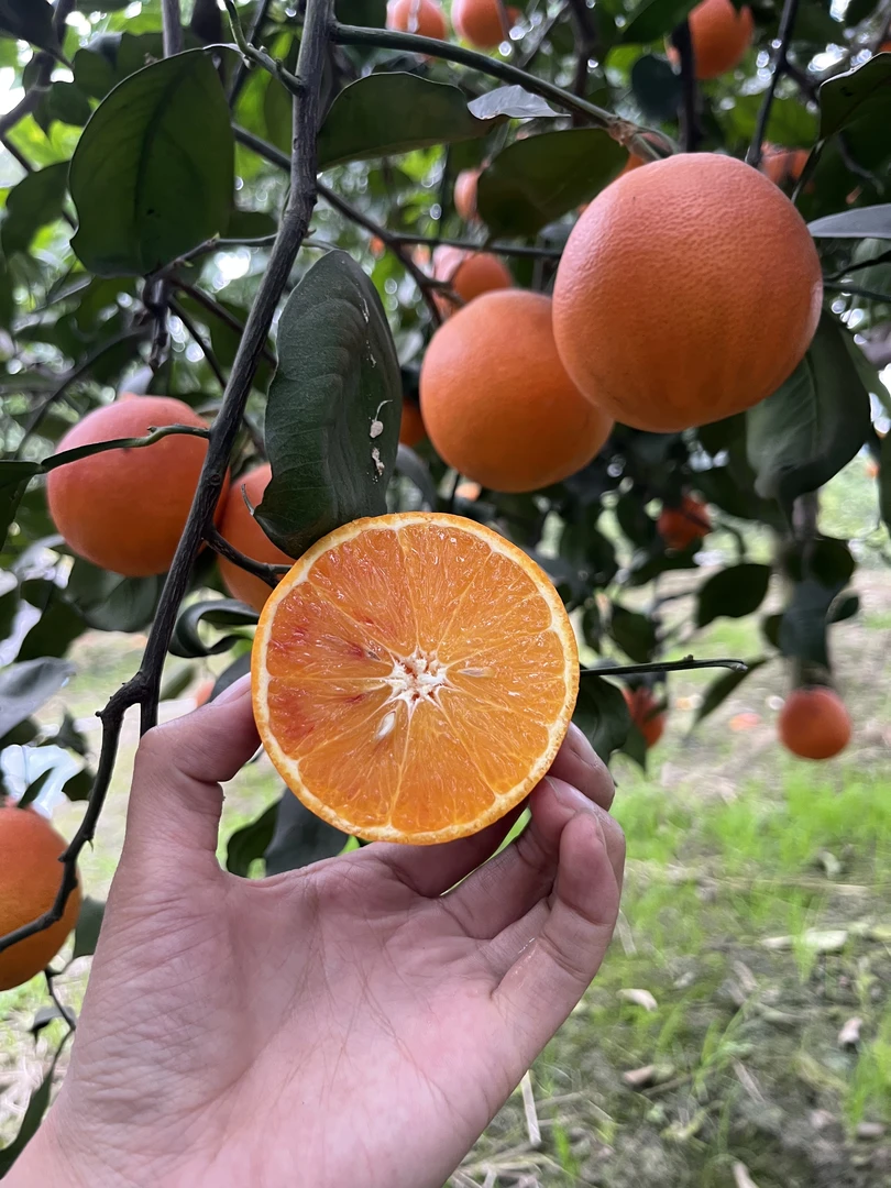 顺丰包邮四川江南自由村塔罗科血橙现采现摘新鲜水果正宗玫瑰血橙