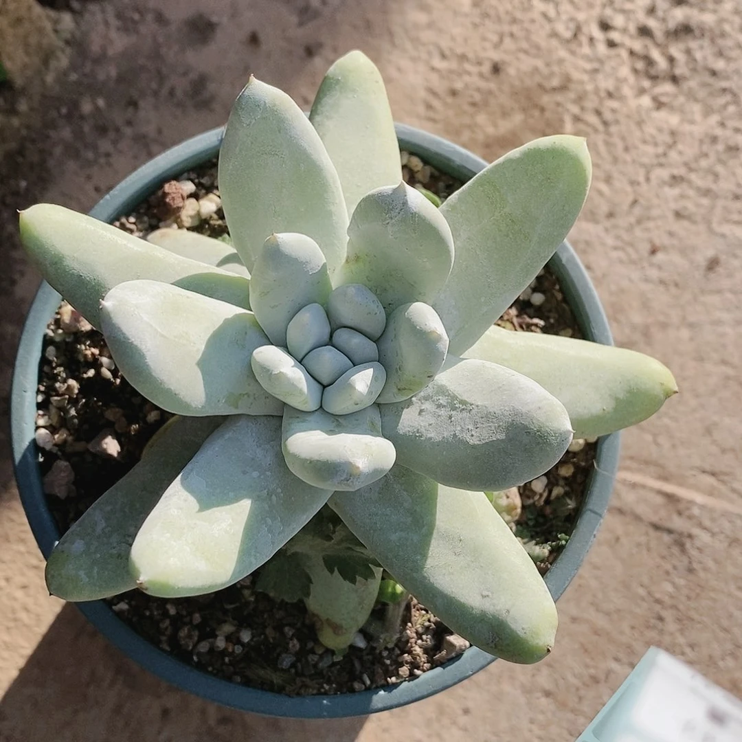 【闪购商品】哈哈哈野坎拇指多肉2124