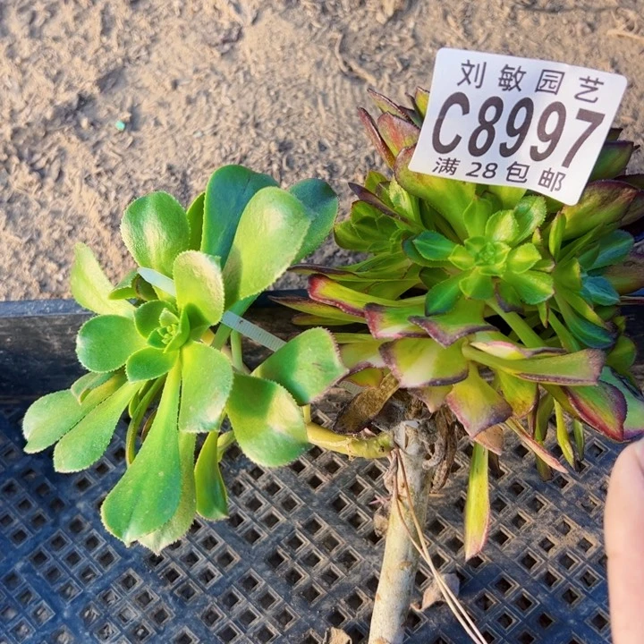 海王7彩多肉植物无根8997