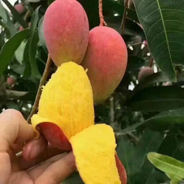 精选 大果A海南三亚贵妃芒特产水果新鲜美味香甜多汁