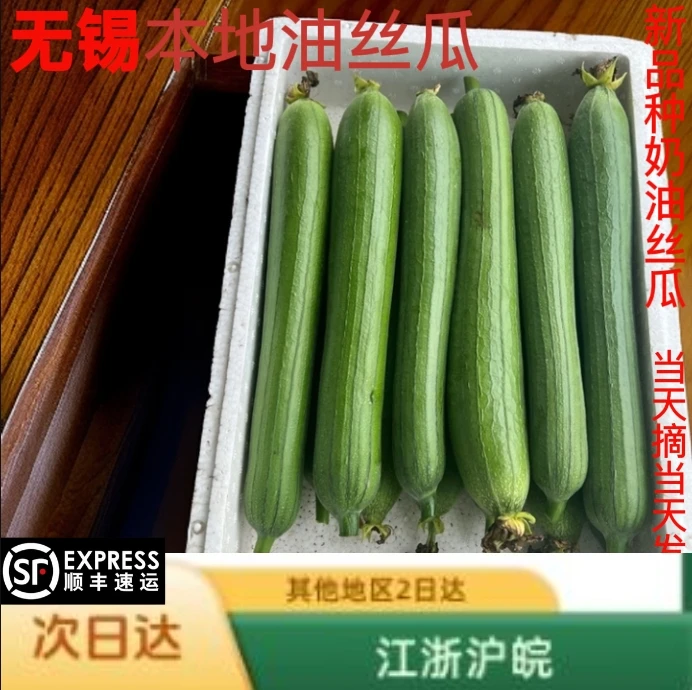奶油丝瓜现摘新鲜农家自种可炒菜可煲汤时令蔬菜油皮丝瓜顺丰快递