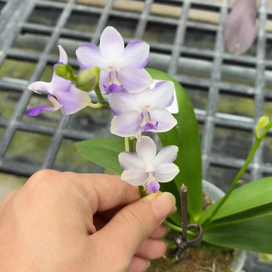 当前无花朵，栽培后可花朵A114蓝波