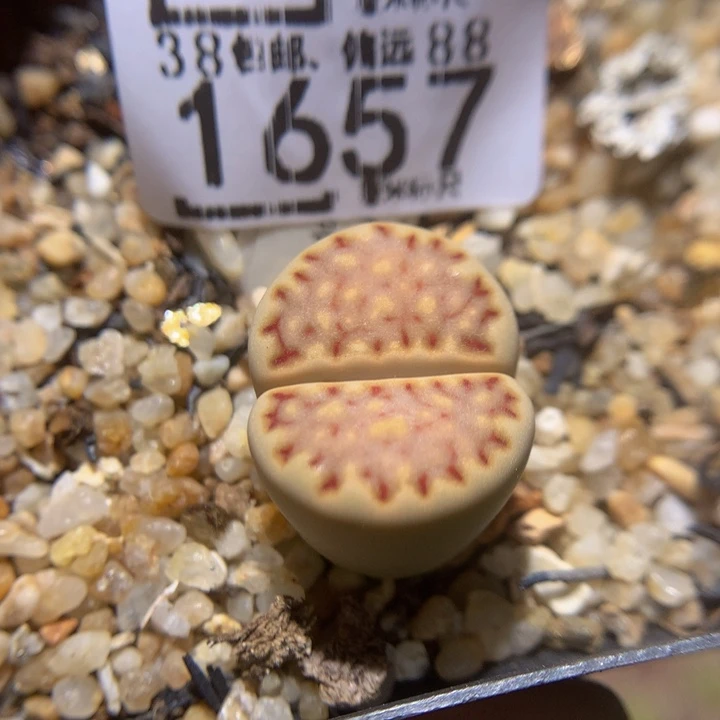 精品生石花多肉1657