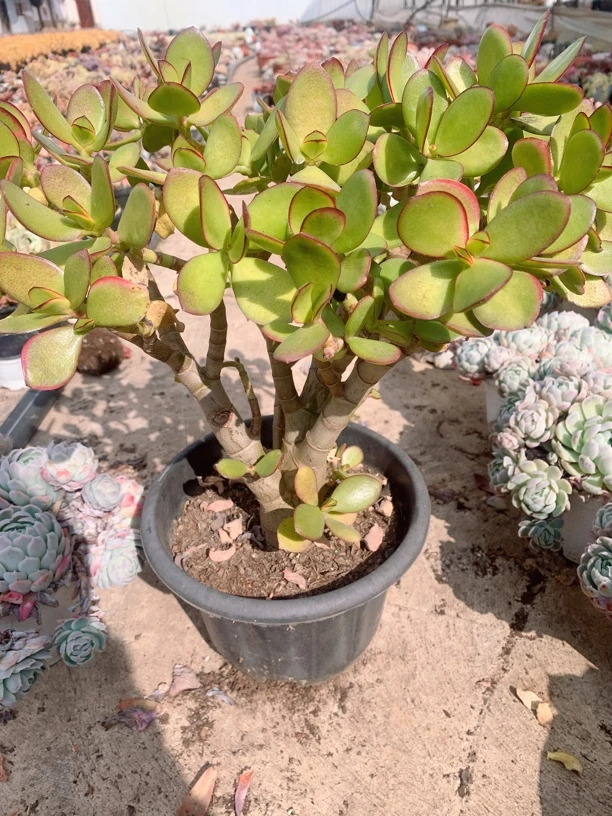 玉树大盆高桩多肉植物