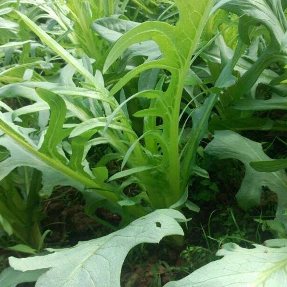 四季花芽甜麦菜种子广东甜麦菜苦麻菜籽青菜春秋季阳台蔬菜种孑籽