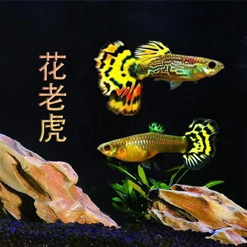 【小号花老虎】热带孔雀鱼好养耐活临产孕母观赏鱼