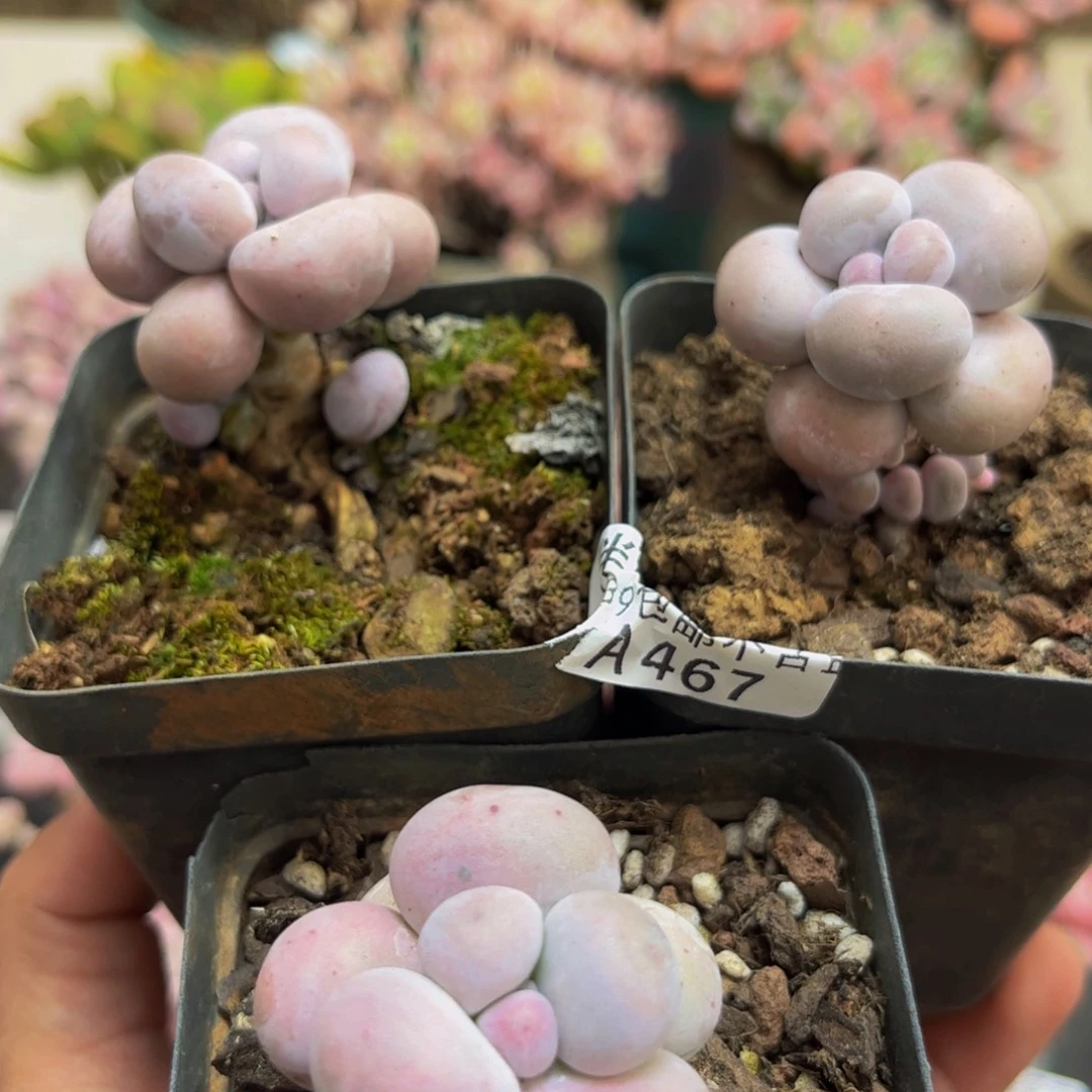 467/3cm芭比奶酪3颗