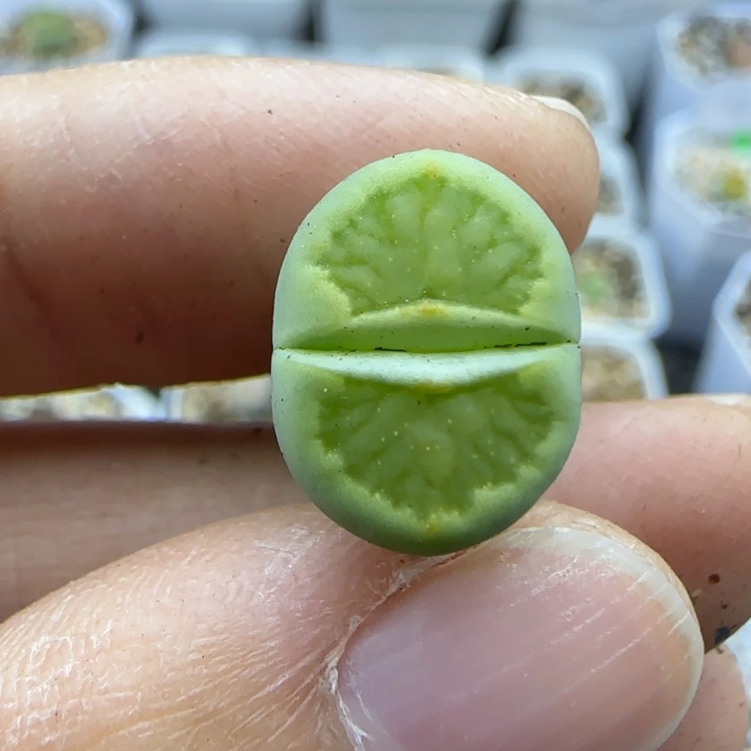 530有干疤特30包邮