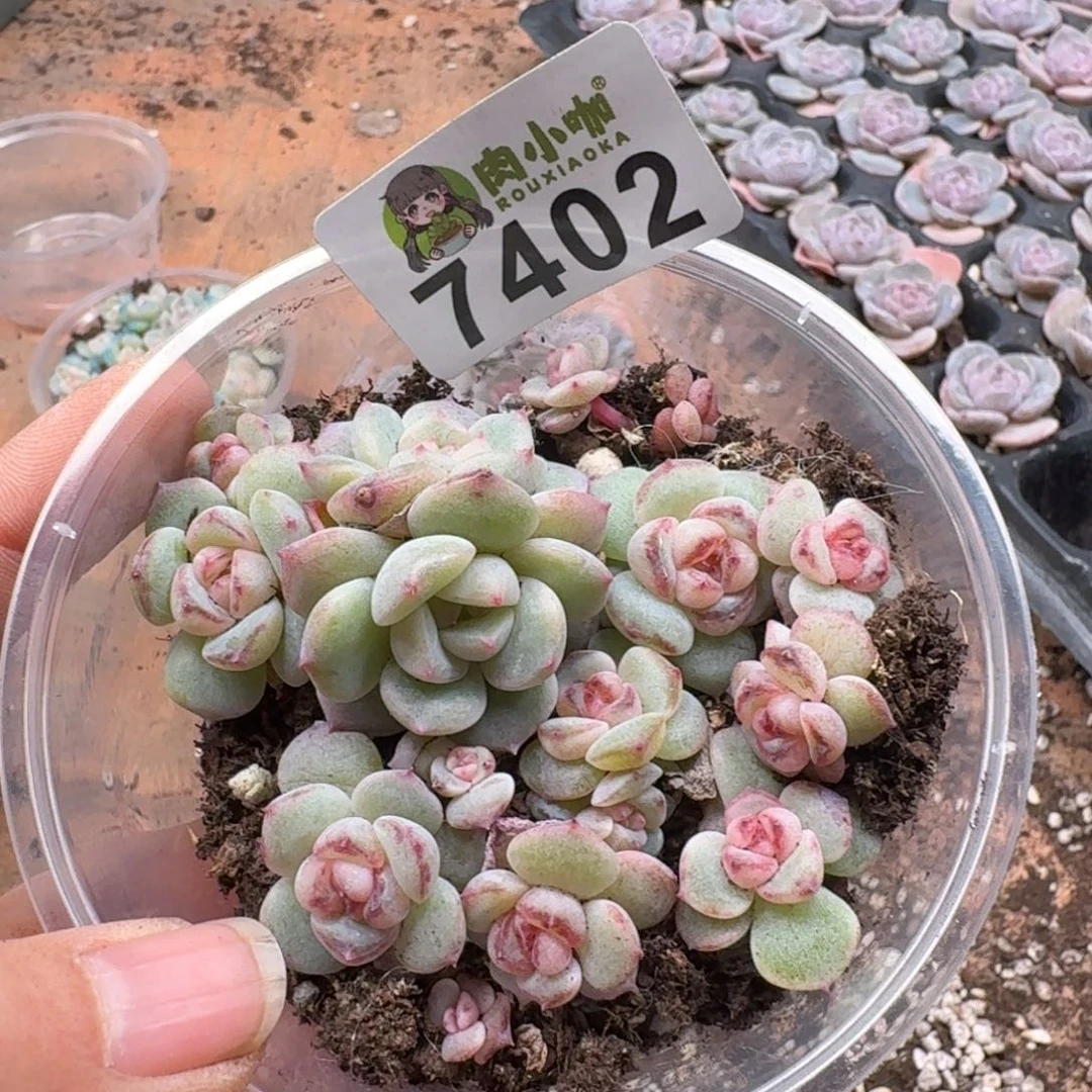 爱***蚁多肉植物多肉植物