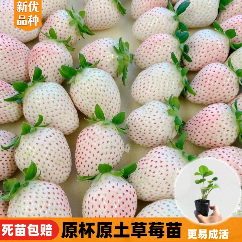 草莓秧苗草莓苗盆栽南北方种植奶油天使家庭阳台种植四季当年结果