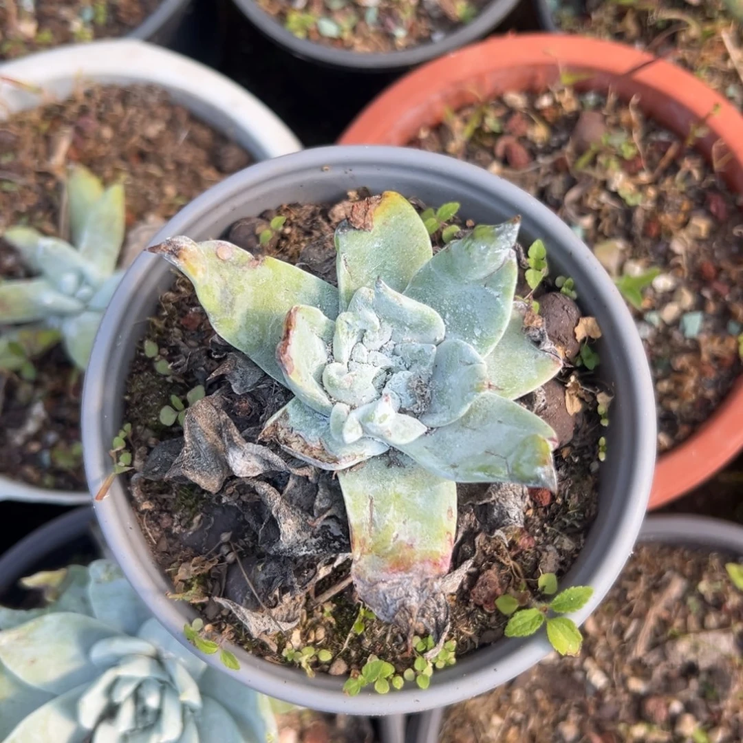 宽叶卷毛～一物一拍2836