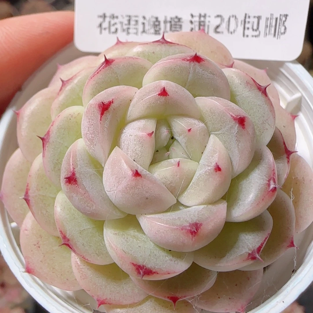 幸***.花语多肉1220-104