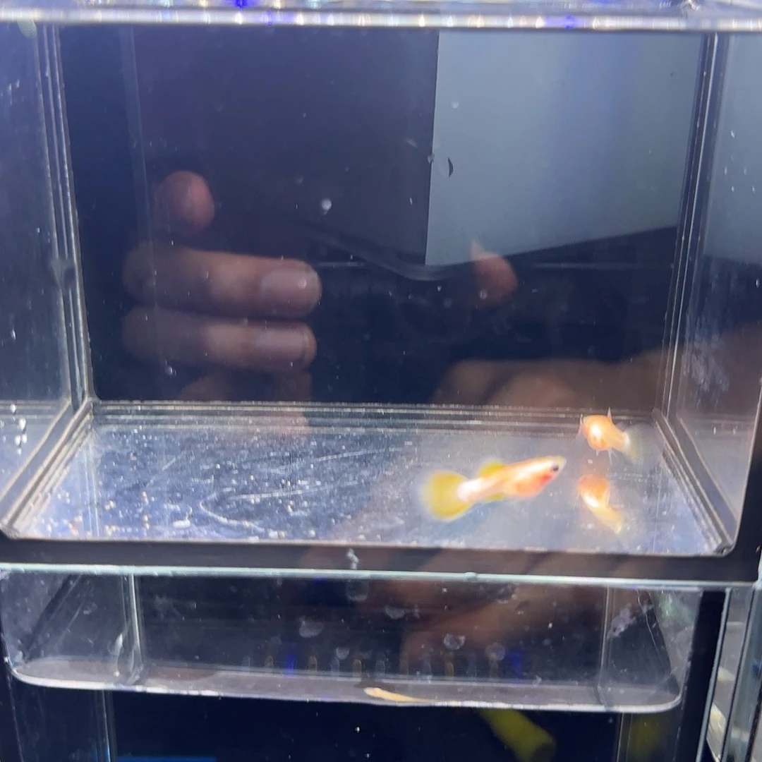 孔雀鱼粉猫幻彩一对