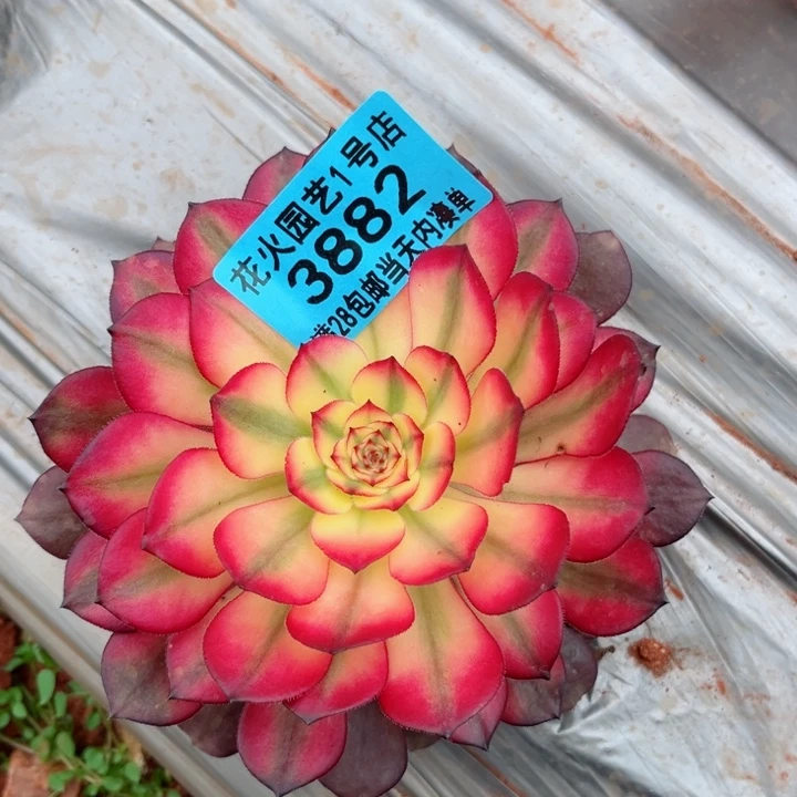 红魔3882多肉植物