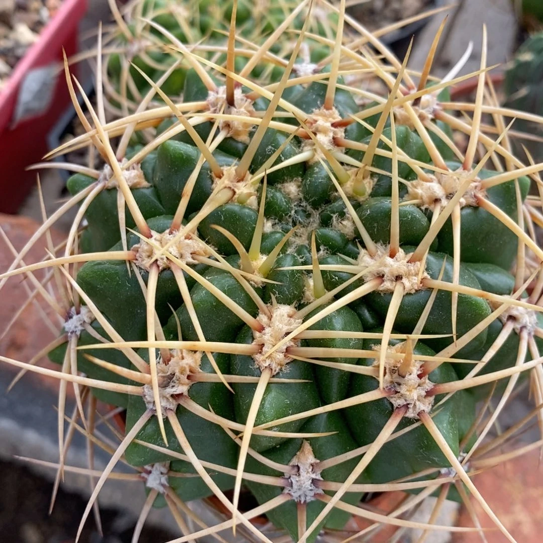 云龙植播园艺优选