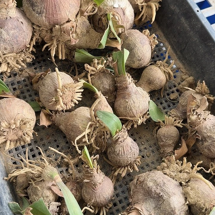 异国风情朱顶红一棵4+