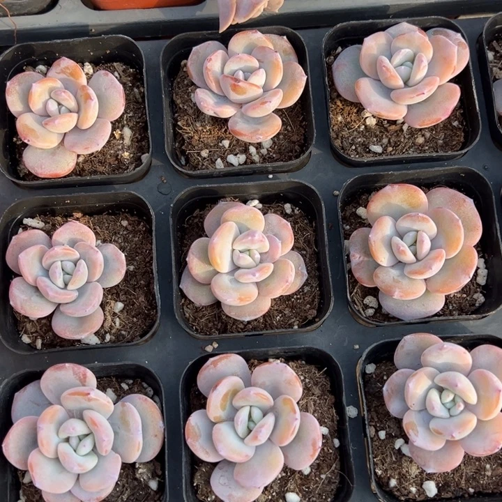 韩版奶茶单头4.5cm一颗量拍多肉满20包邮初7发