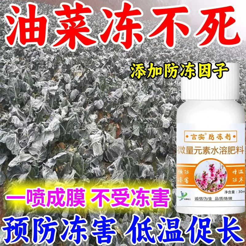 油菜防冻液抗寒防冻剂解冻害抗低温预防倒春寒促长油菜叶面肥