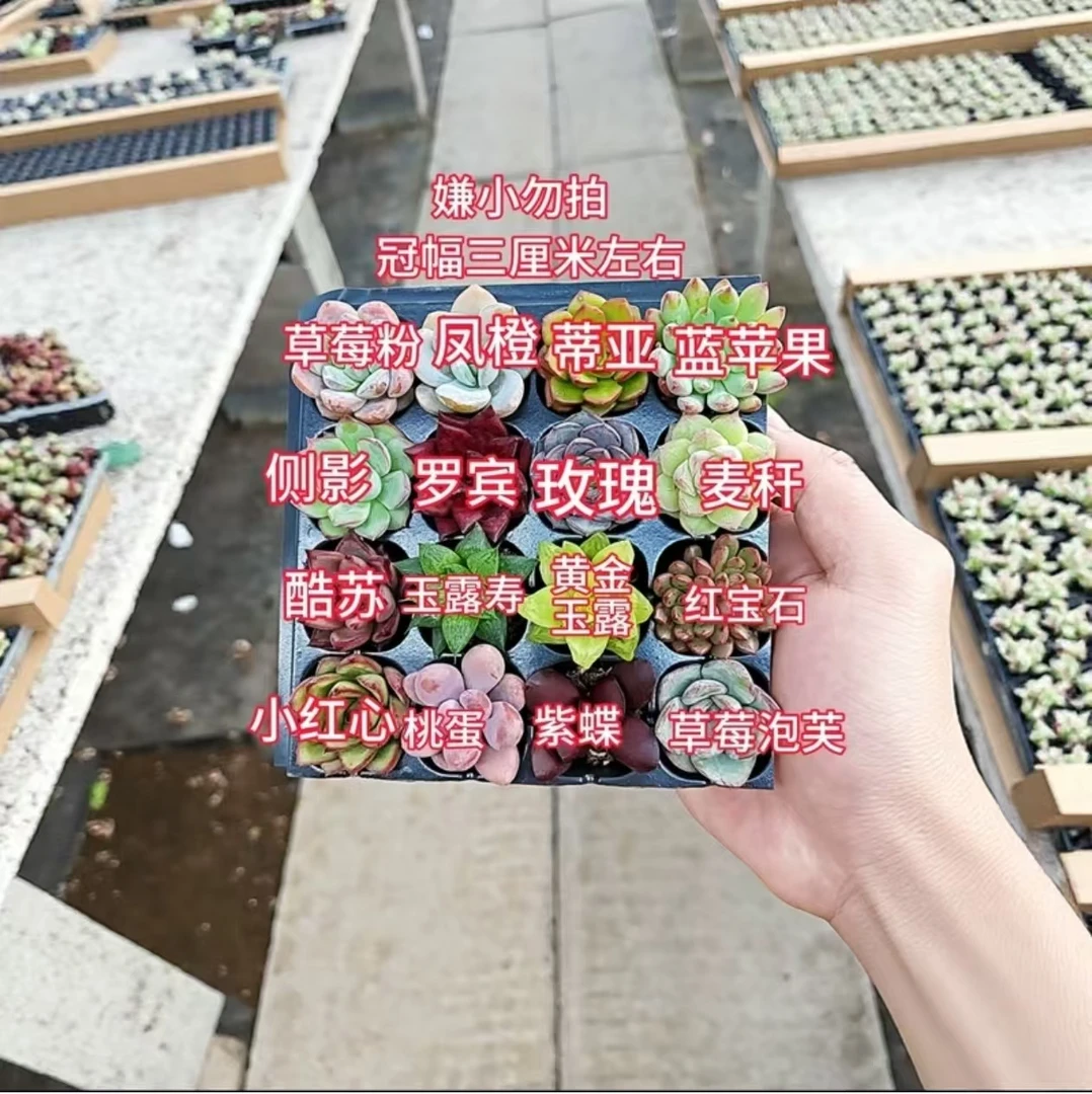 16颗精品小多肉组合盆栽单颗冠幅3cm左右好养防辐射适合新手