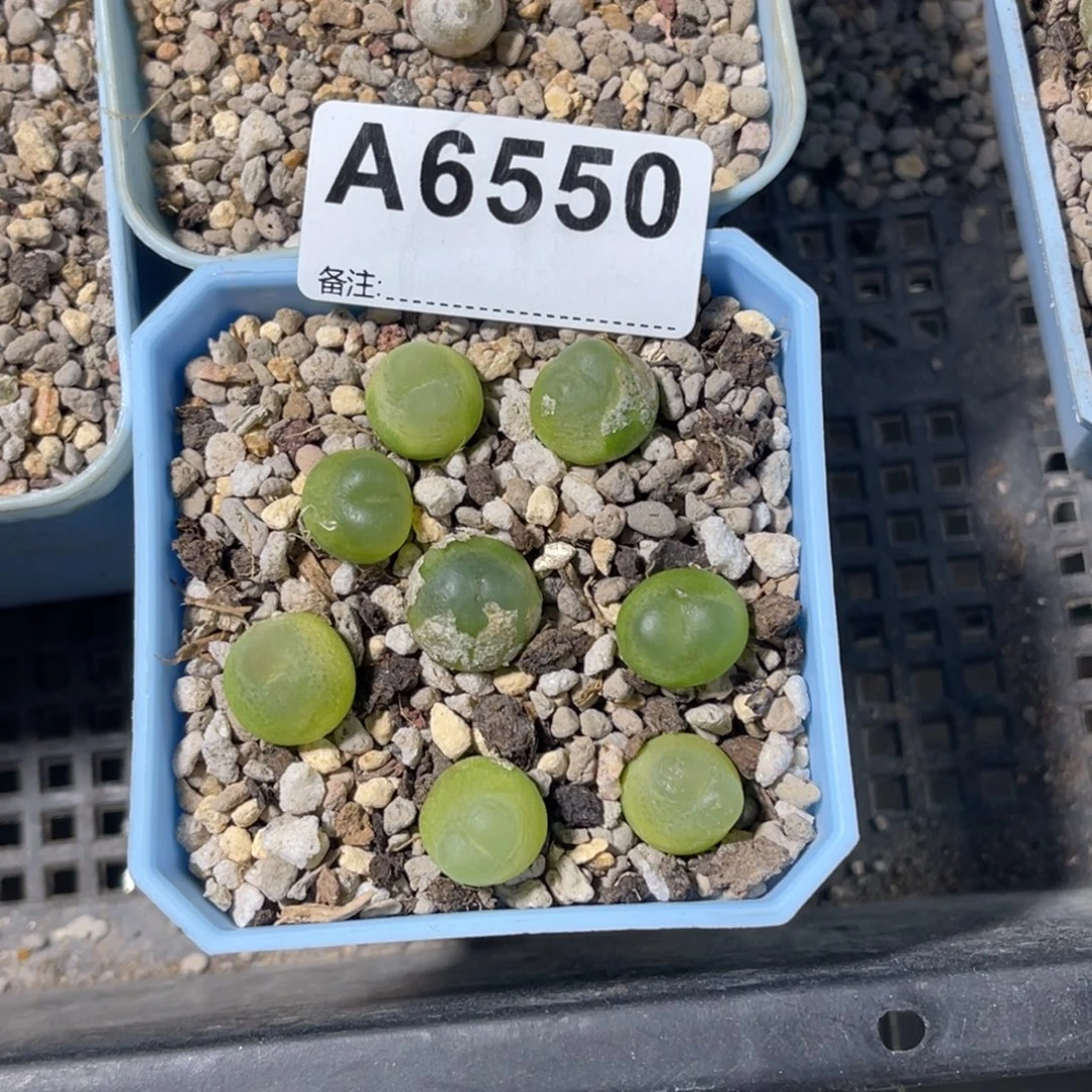 朕***后6550拉登8颗专拍