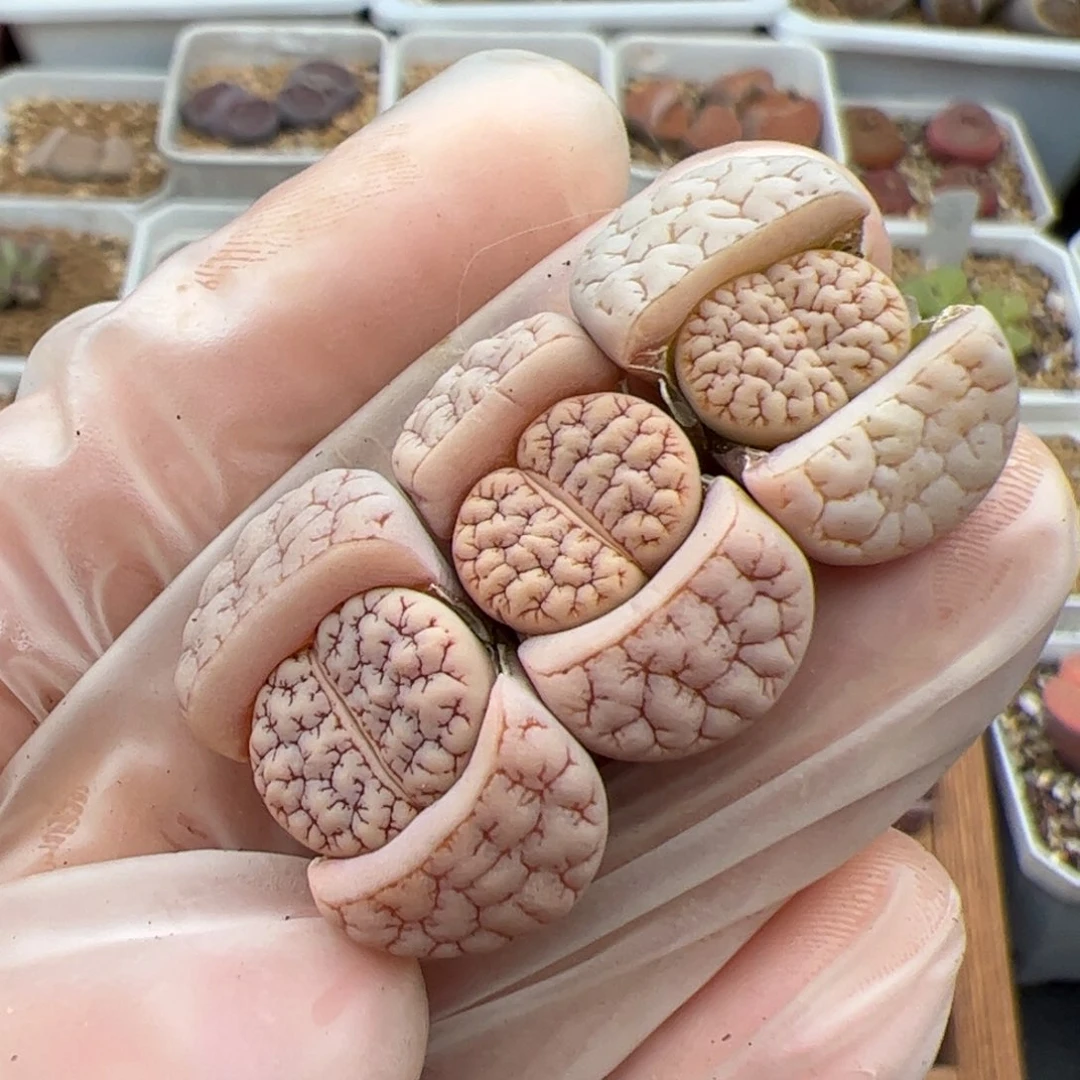 啊****呜0382号 Dt189 3个 多肉植物